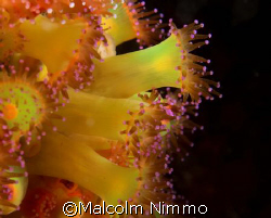 Some more jewels from the Scillies  by Malcolm Nimmo 